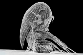 1758493327_facetotectaparasiticbarnaclerelativesylarvaeblackandwhitejpg-Vwarm-9ub0ayjX9goZ2CJw.jpg