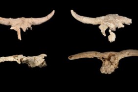 1771888926_caveskulls-1jpg-L_8Q64OfLUWJd_Ur-H1J7A.jpg
