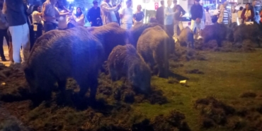 domuzlar-kusadasina-indi-uzman-isim-uyardi-beslemeyin-3aXqtrm6.jpg