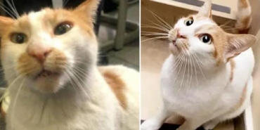 kedi-faruk-davasinda-3-yila-kadar-hapis-istemi-8pu7neSp.jpg
