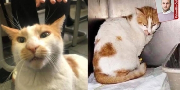 kedi-faruk-davasinda-mutalaa-aciklandi-sanigin-3-yila-kadar-hapsi-istendi-rzBXtsWM.jpg