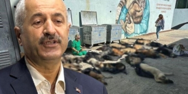 gebzedeki-hayvan-katliami-akpli-belediye-baskani-ve-bakimevi-muduru-hakkinda-suc-duyurusunda-bulunuldu-gCyGBHTd.jpg