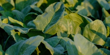 meger-tam-bir-c-vitamini-deposuymus-iste-portakaldan-bile-daha-fazla-c-vitamini-iceren-xqRErlNd.jpg