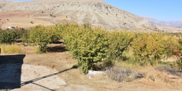dagin-yamacinda-hasadi-basladi-yerli-halkin-gecim-kaynagi-her-agactan-100-kilo-mahsul-cikiyor-1iTJTxTi.jpg