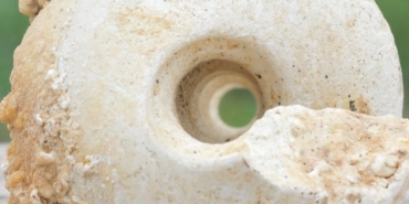 istanbulun-en-yogun-ilcesinde-10-milyon-yillik-fosil-bulundu-depreme-karsi-en-zayif-5MR4nSqg.jpg