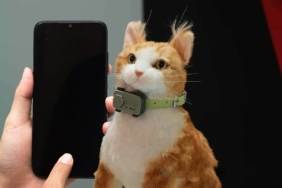 1741163225_catphonejpg-OXNxR1qEyUWhXqVPlA27mw.jpg
