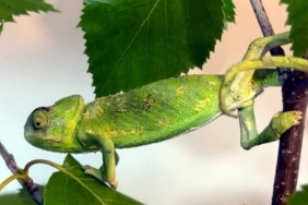 bukalemunjpeg-X8vP8hOU7USS1O9_64pISw.jpeg