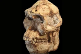 littlefootskullwebp-txhlPc-20kavIMqte59YGQ.webp.webp