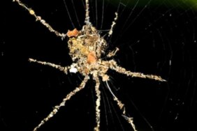 spiderpuppetheaderjpg-F8ncYrna7kqEnoRd8qXYQA.jpg